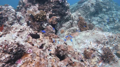 Close up view of pink red gorgonian sea fan and finger leather corals growing on Stock Footage 263018079