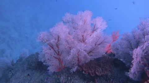 Close up view of pink red gorgonian sea fan and finger leather corals growing on Stock Footage 263018664