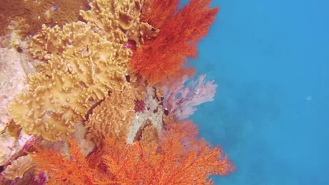 Close up view of pink red gorgonian sea fan and finger leather corals growing on Stock Footage 263019175