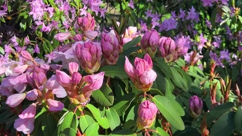 Close-up view of pink rhododendron buds about to bloom. Stock Footage 315512751