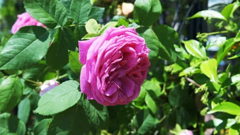 Close-up view of Pink Rose. 4K Footage in Turkey Stock Footage 234589017