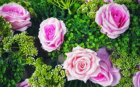 Close up view of pink roses surrounded by green foliage and small blossoms, s Stock Photos