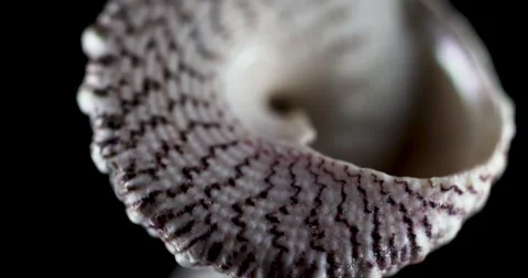 Close up view of pink Sea shell on black background. Stock Footage 238482640