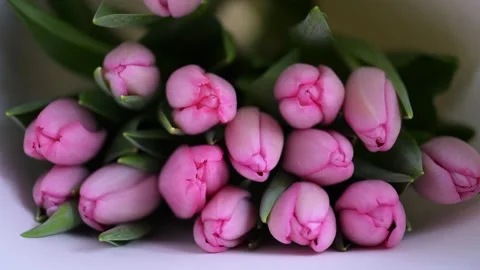 Close-up view of pink tulips in full bloom, macro floral beauty in soft natural Stock Footage 310101098