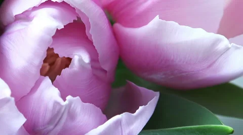 Close-up View of Pink Tulips with place for Your text in the End, Moving Camera. Video stock 47896079