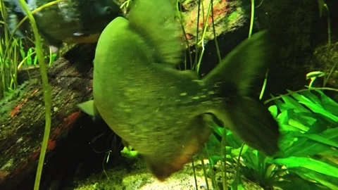 Close view of a piranha fish  Stock Footage 264126036