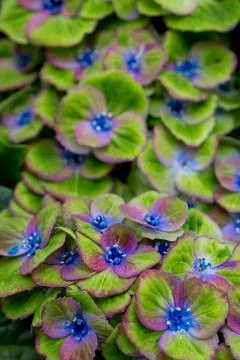 Close up view of Pistachio Hydrangea flower. Foto stock