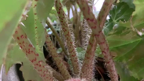 A close up view of plant. Stock Footage 163283061