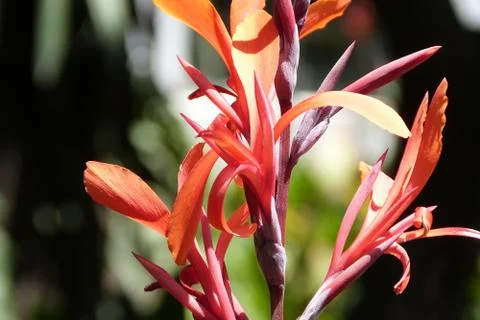 Close view of plant Stock Photos