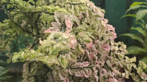 Close-up View of A Plant The Zigzag Plant Stock Footage 324832021