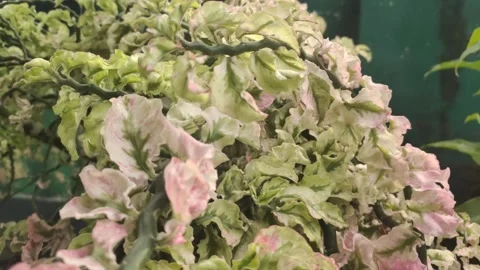 Close-up View of A Plant The Zigzag Plant Stock Footage 324832027