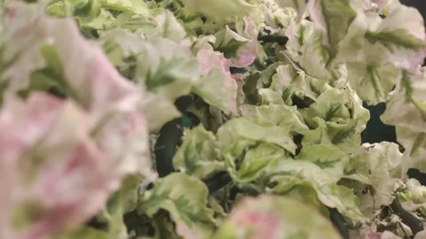 Close-up View of A Plant The Zigzag Plant Stock Footage 324832028