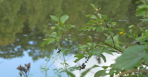 Close view of plants and berries near the lake at Belfountain, Canada Stock Footage 58336600
