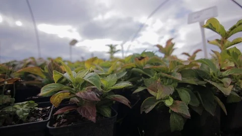 Close up view of plants seedling in pots Stock Footage 122933088