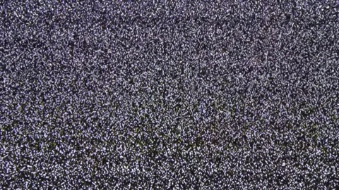 Close up view at a plasma tv while showing white noise activity Stock Footage 346325776