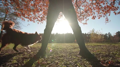 Close-up view of playful puppy of Border Collie playing with the owner Stock Footage 228489675