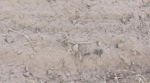 Close Up View of Plowed Soil and Tire Tracks on Field Ground Fotos de archivo