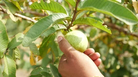 Close view of plucking green guava from tree branch Stock Footage 147693570