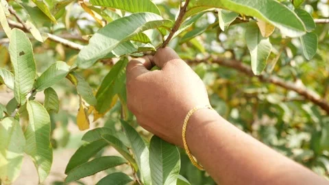 Close view of plucking green guava from tree Stock Footage 147693584