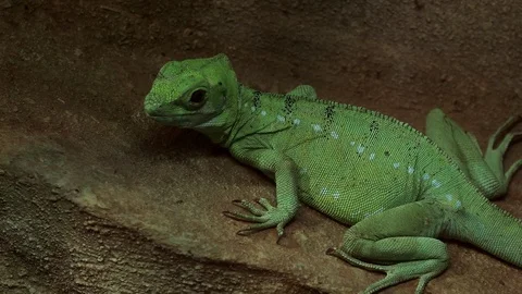 Close up view of the plumed basilisk (Basiliscus plumifrons) Stock Footage 92006170