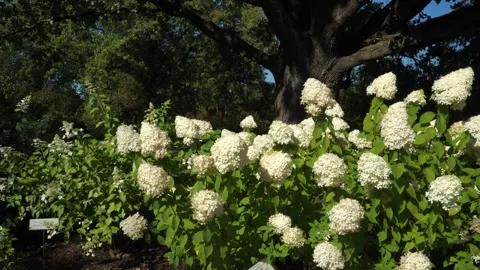 A close-up view of plump white hydrangea flowers bathed in sunlight. The Stock Footage 284920424