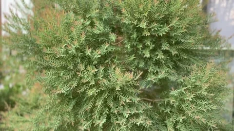 Close-up view of Podocarpus macrophyllus leaves Stock Footage 312094872