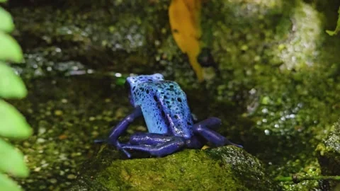 Close view of a  poison dart frog  Stock Footage 295215691