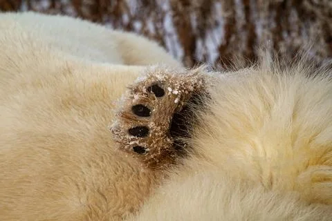 Close-Up View Of A Polar Bear Paw In Snow Stock Photos