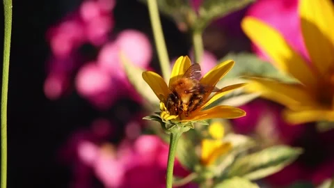 Close-up view of polinating process. Honey bee pollinate blossom yellow flower. Stock Footage 170158798