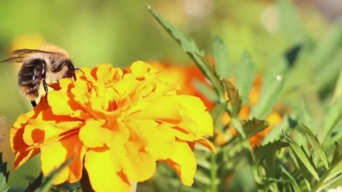 Close-up view of pollinating process. Honey bee pollinate blossom yellow flower. Stock Footage 170190729