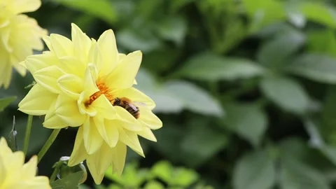 Close-up view of pollinating process. Honey bee pollinate blossom yellow flower. Stock Footage 170394059