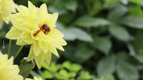 Close-up view of pollinating process. Honey bee pollinate blossom flower. Stock Footage 170651956