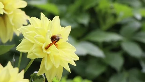 Close-up view of pollinating process. Honey bee pollinate blossom flower. Stock Footage 171079684