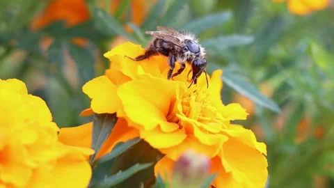 Close-up view of pollinating process. Honey bee pollinate blossom flower. Stock Footage 172218308