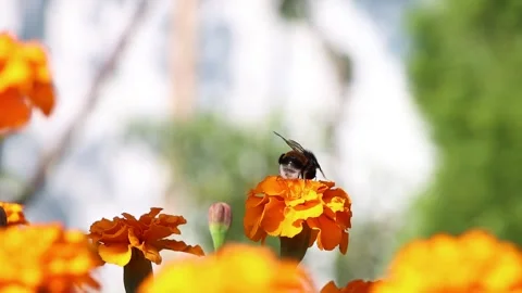Close-up view of pollinating process. Honey bee pollinate blossom flower. Stock Footage 196125752