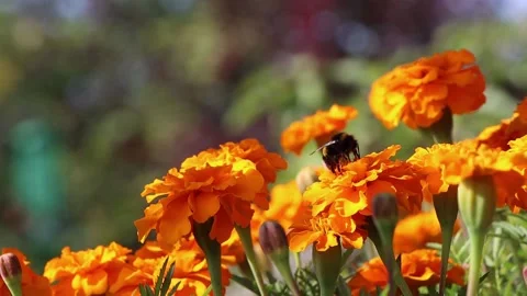 Close-up view of pollinating process. Honey bee pollinate blossom flower. Stock Footage 196736434