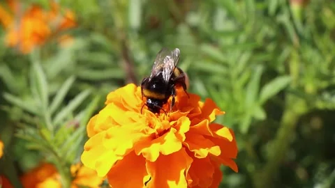 Close-up view of pollinating process. Honey bee pollinate blossom flower. Stock Footage 196736846