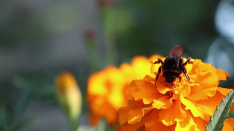 Close-up view of pollinating process. Honey bee pollinate blossom flower. Stock Footage 196830486