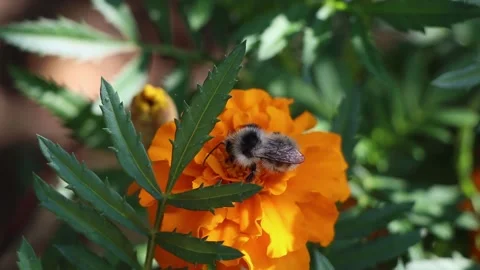 Close-up view of pollinating process. Honey bee pollinate blossom flower. Stock Footage 197854794