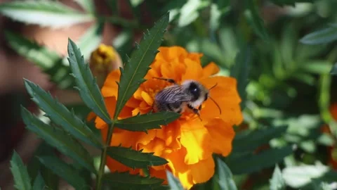 Close-up view of pollinating process. Honey bee pollinate blossom flower. Stock Footage 197854857