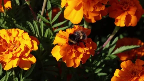 Close-up view of pollinating process. Honey bee pollinate blossom flower. Stock Footage 197856726