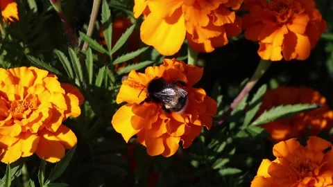 Close-up view of pollinating process. Honey bee pollinate blossom flower. Stock Footage 197856776