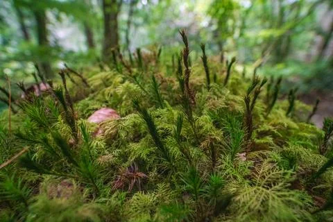 Close up view of Polytrichum commune moss in a lush woodland environment Фото