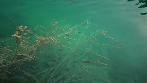Close-up View of pond ecosystem in Plitvice Lakes National Park Video stock 113350082