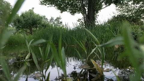 Close view from the pond Stockbeeldmateriaal 91121401