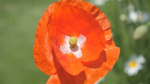 A close up view of a poppy flower. Stock Footage 195919860