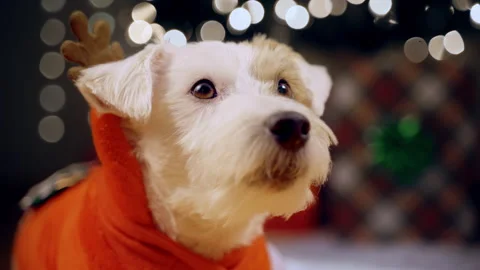 Close up view of Portrait of Jack Russell Terrier dog dressed in a fes Stock Footage 306323031