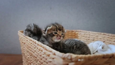 Close up view. Portrait of Three Little Newborn Gray Kittens Sitting in a Basket Video stock 155374938