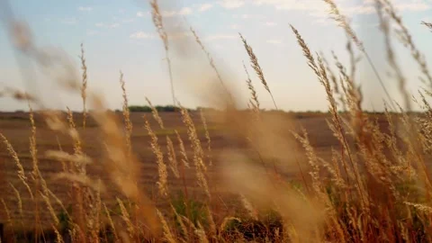 Close view of prairie grass seed heads in the wind Video stock 345530979