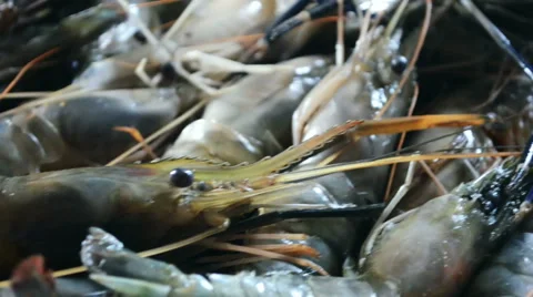 Close up view of prawn fish. Stock Footage 56445022